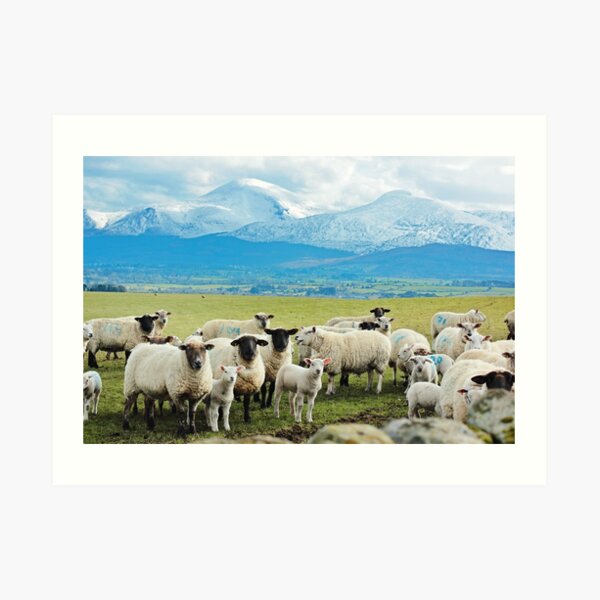 Ewes, Lambs and the Mournes Art Print