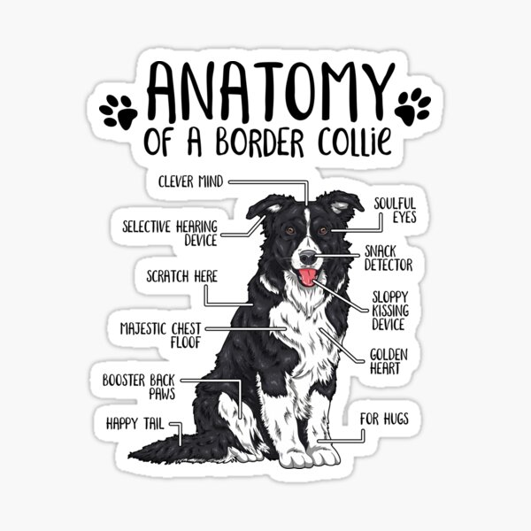 Item preview, Funny Border Collie Anatomy Dog Owner Dog Lover designed and sold by lanynx design.