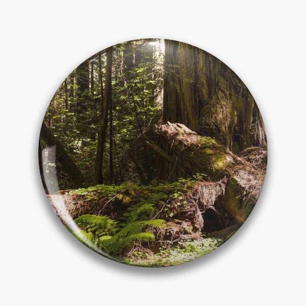 Item preview, Redwood scene in Northern California designed and sold by OrcaNature.