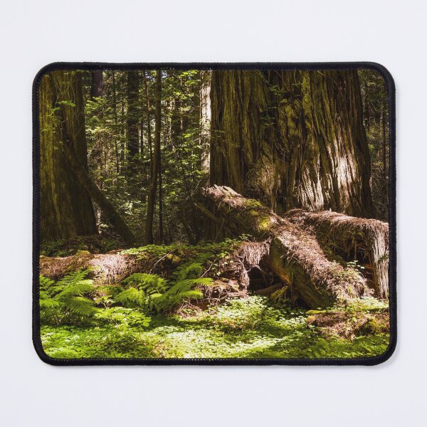 Item preview, Redwood scene in Northern California designed and sold by OrcaNature.