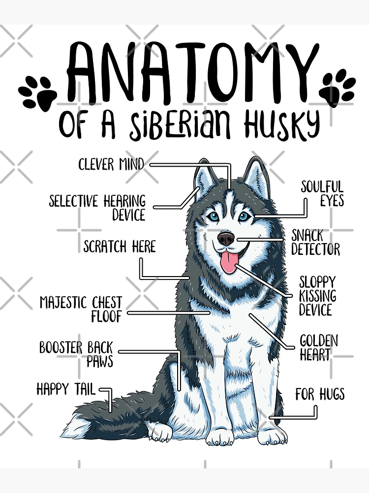 Anatomy Of A Siberian Husky #1 Tote Bag by Jose O - Fine Art America