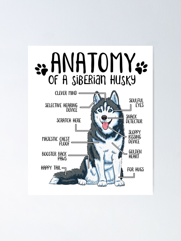 Funny Siberian Husky Anatomy Lover Poster for Sale by la-nynx Redbubble