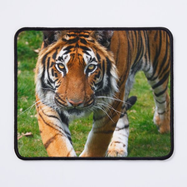 Item preview, Are you my next meal ? designed and sold by SWEEPER.