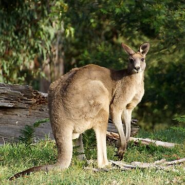 Artwork thumbnail, Kangaroo by Adelaide Artist Avril Thomas at Magpie Springs by MagpieSprings