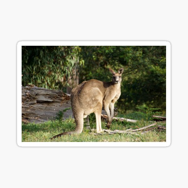 Kangaroo by Adelaide Artist Avril Thomas at Magpie Springs Sticker