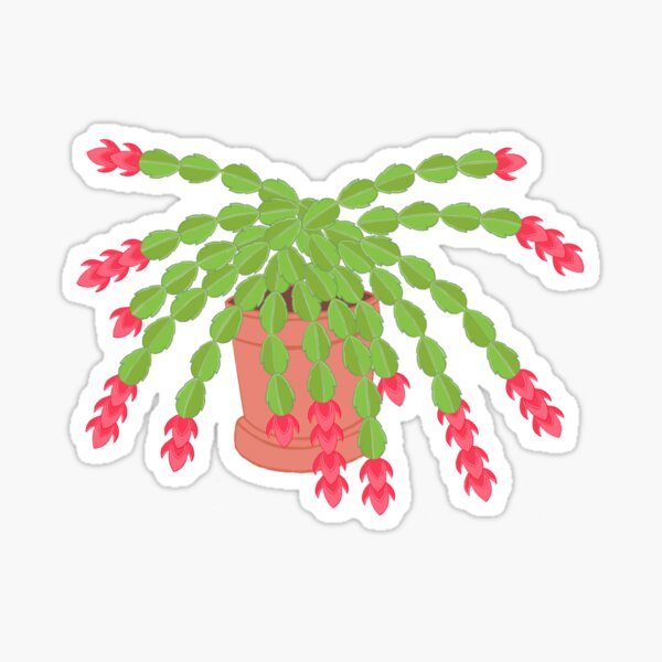 Christmas cactus Sticker