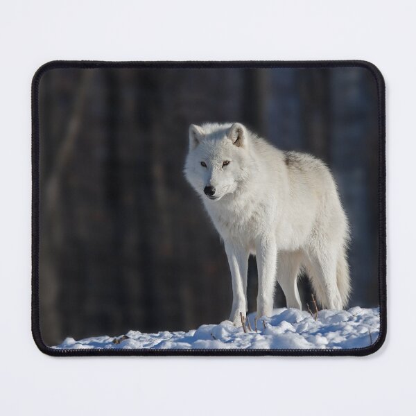 Item preview, Arctic wolf designed and sold by James Cumming.