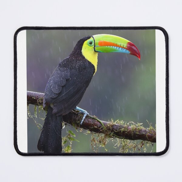 Item preview, Keel-billed toucan - Costa Rica designed and sold by James Cumming.