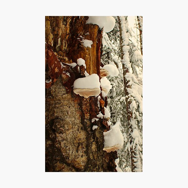 Item preview, Snowy Mushrooms on Birch designed and sold by jenstever.