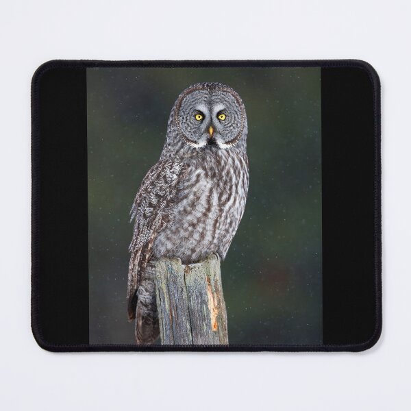 Item preview, Great Grey Owl on Post designed and sold by James Cumming.