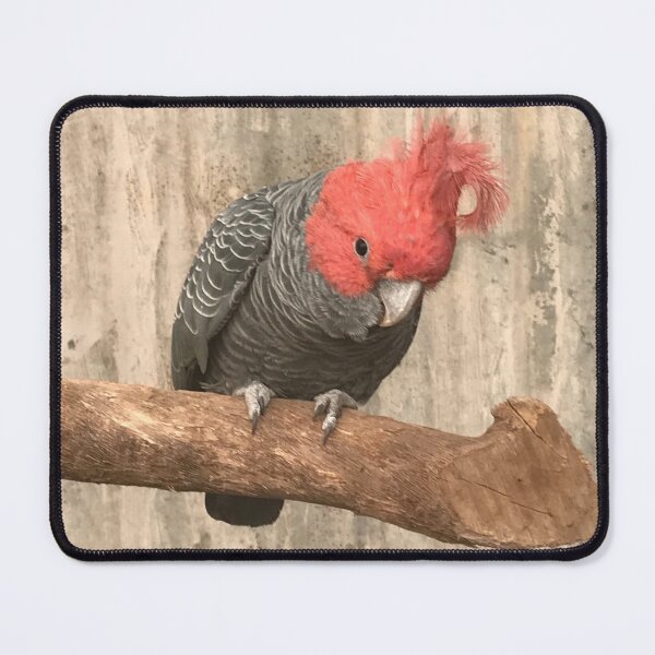 Item preview, Gang Gang Cockatoo Western Australian designed and sold by slicksdesigns.