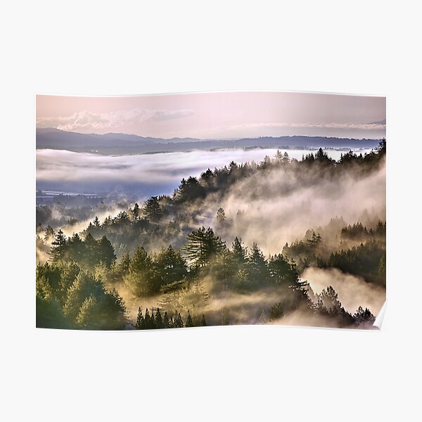 A foggy morning in the Santa Cruz Mountains Poster