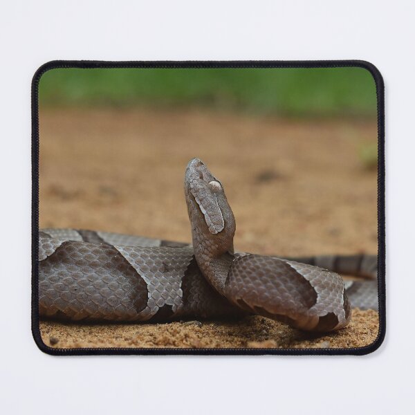 Item preview, Eastern Copperhead Print designed and sold by Paul-Prints.