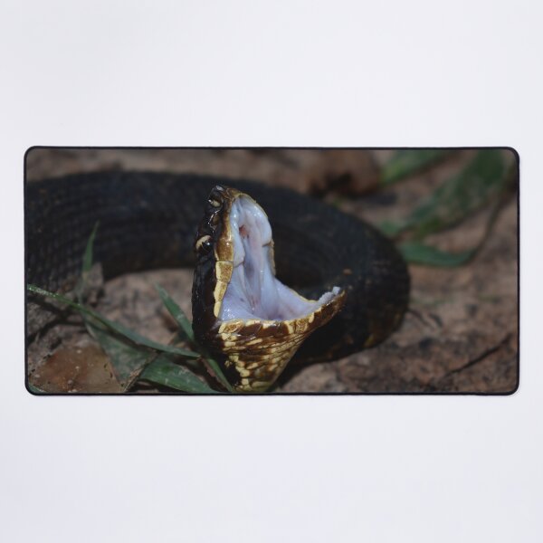 Item preview, Northern Cottonmouth Gaping Print designed and sold by Paul-Prints.