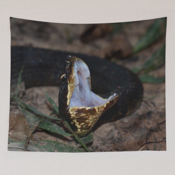Item preview, Northern Cottonmouth Gaping Print designed and sold by Paul-Prints.