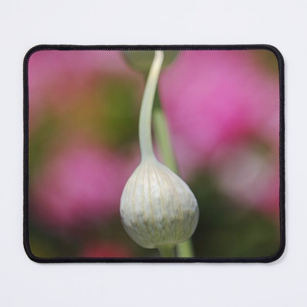 Item preview, Two Garlic Heads Over Rose  designed and sold by Joy Watson - Natural Light Photography .