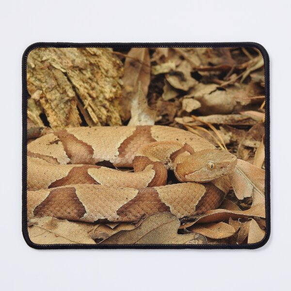 Item preview, Eastern Copperhead in Ambush Print designed and sold by Paul-Prints.