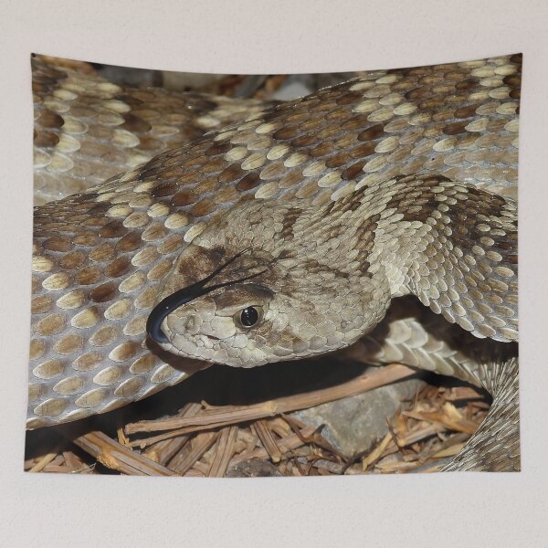 Item preview, Mojave Rattlesnake Print designed and sold by Paul-Prints.