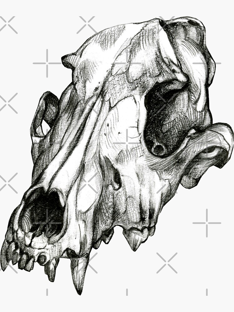 Canine Skull by antarcticpip