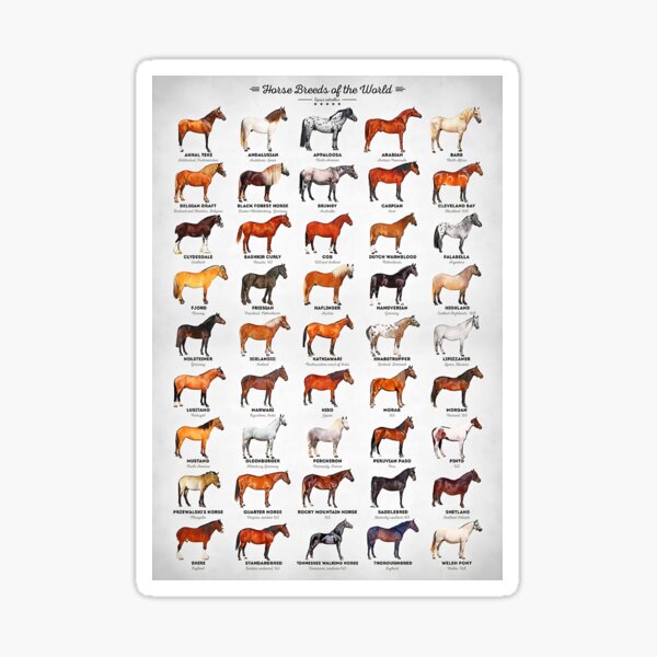 Aperçu de l'œuvre Races de chevaux du monde créée et vendue par Evelynsouza.