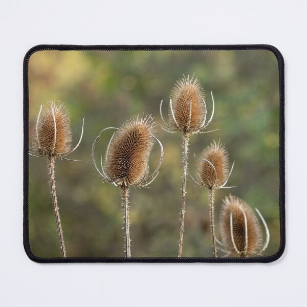 Item preview, Dipsacus fullonum (Teasel) designed and sold by ccullen222.