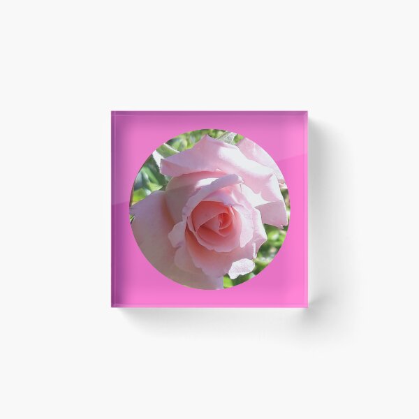 Item preview, Pink Rose designed and sold by amanda150771.