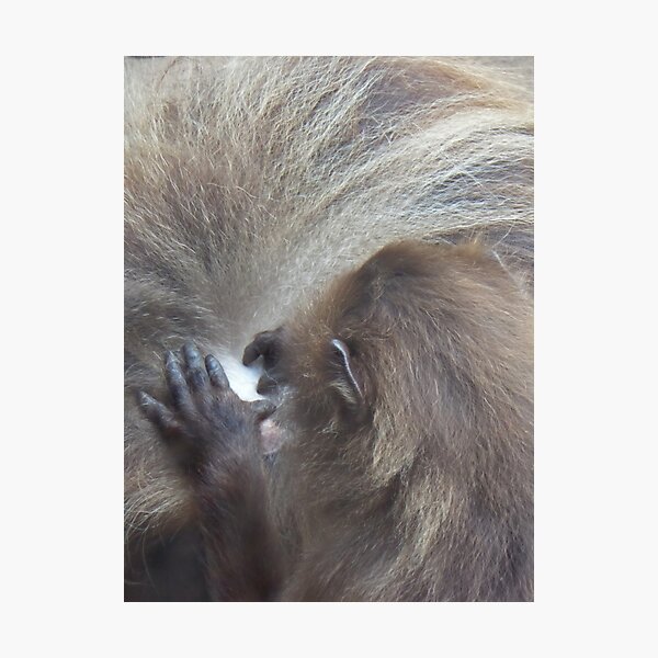 Item preview, Searching for Nits designed and sold by Sandra Willis.