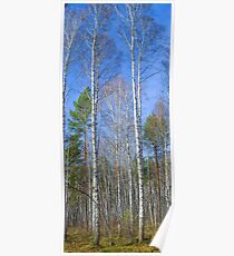 Tall birch Poster