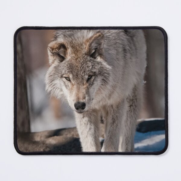 Item preview, Timber Wolf Pup designed and sold by Michael Cummings.