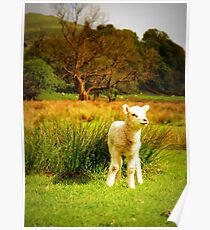 Little Lamb Poster