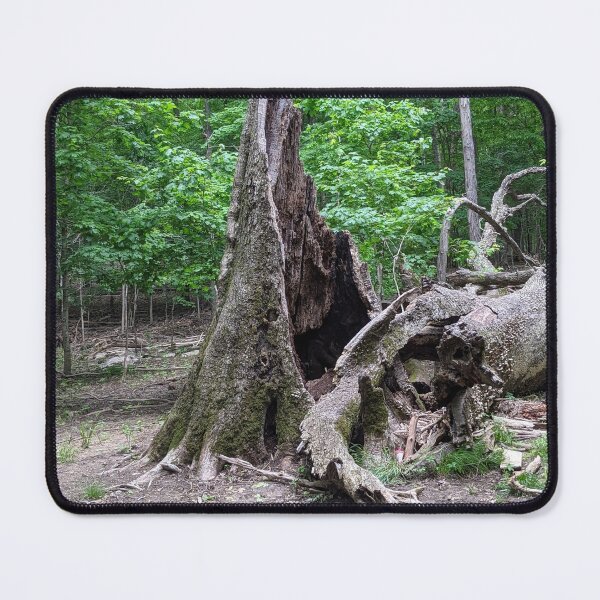 Item preview, Hollow Broken Tree Photographic Image designed and sold by AustaArt.