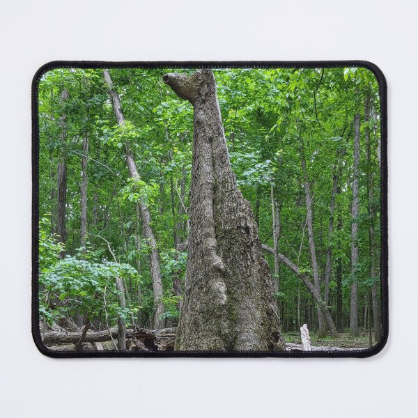 Item preview, Broken Tree Standing Tall Photographic Image designed and sold by AustaArt.