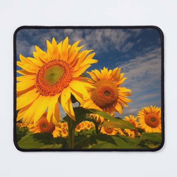 Artikelvorschau, Sunflower morning 2 entworfen und verkauft von SWEEPER.
