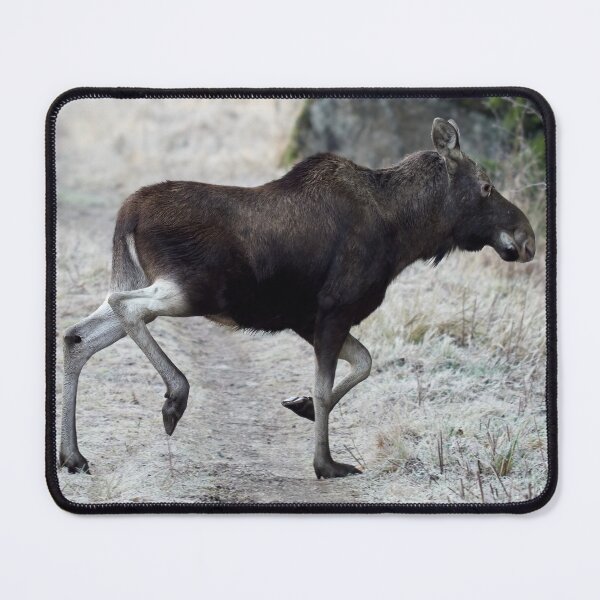 Item preview, Sideways. Elk designed and sold by Jouko Lehto Photography.