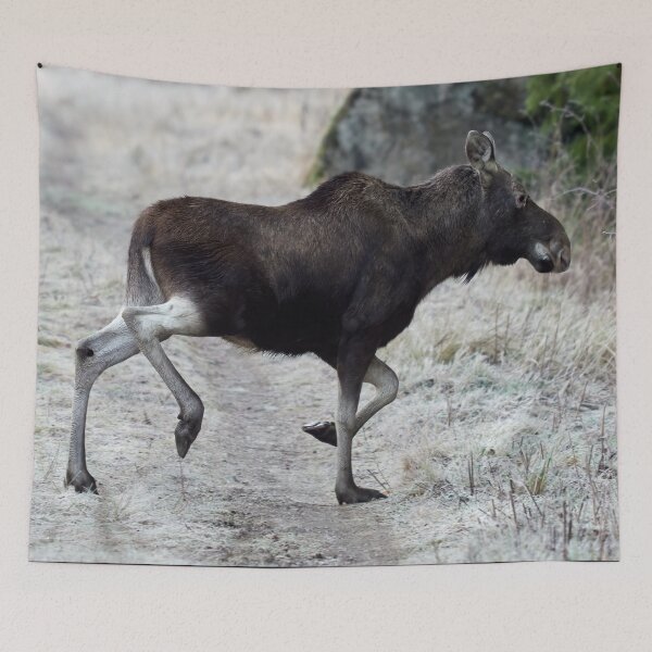 Item preview, Oblicuo. Alce designed and sold by Jouko Lehto Photography.