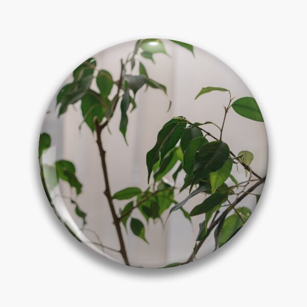 Item preview,  Ficus designed and sold by anstey.