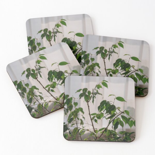 Item preview,  Ficus designed and sold by anstey.