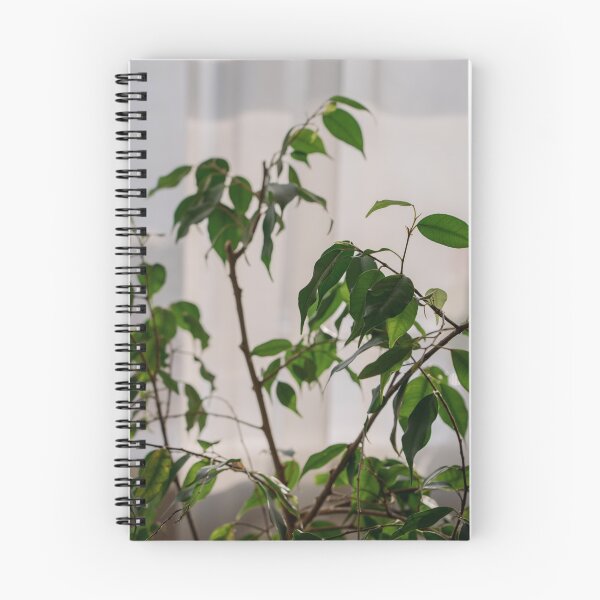 Item preview,  Ficus designed and sold by anstey.