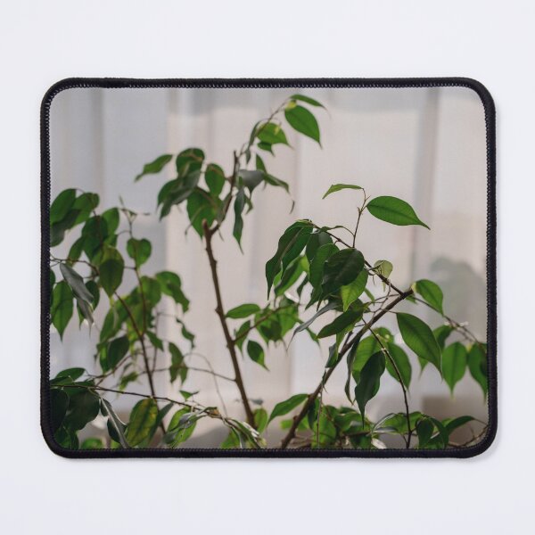Item preview,  Ficus designed and sold by anstey.