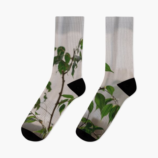 Item preview,  Ficus designed and sold by anstey.