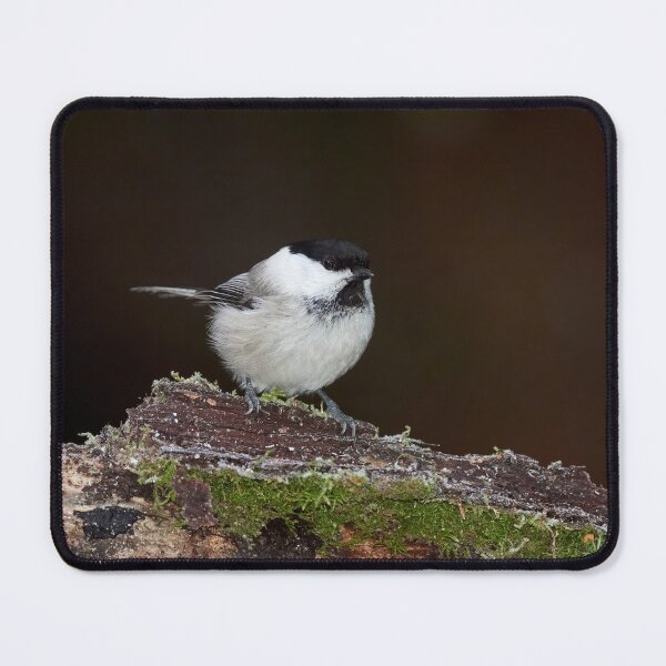 Item preview, That's a willow. Willow tit designed and sold by Jouko Lehto Photography.