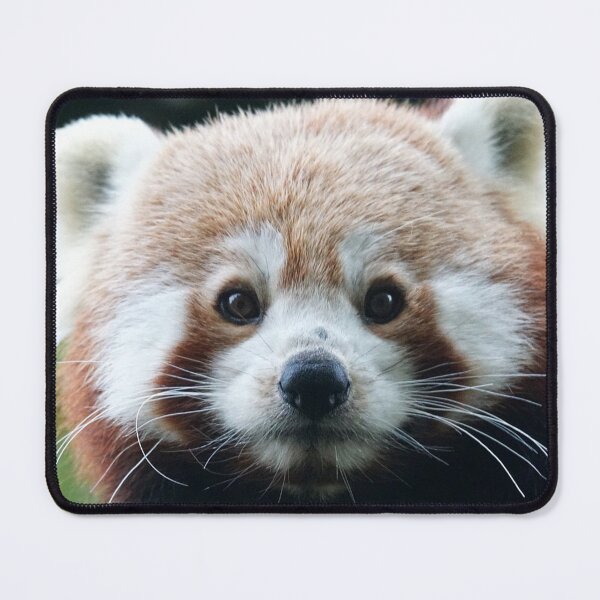 Item preview, Red panda, best friends designed and sold by Palmyr.
