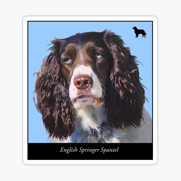 English Springer Spaniel Sticker