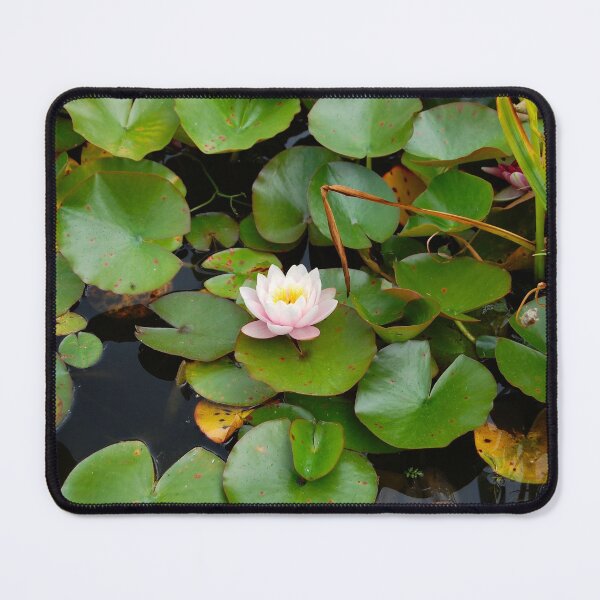Item preview, A single water lily in bloom. designed and sold by ronsaunders47.