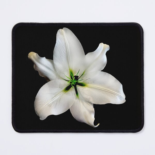 Item preview, Single isolated White Madonna Lily on black. designed and sold by sunnypicsoz.