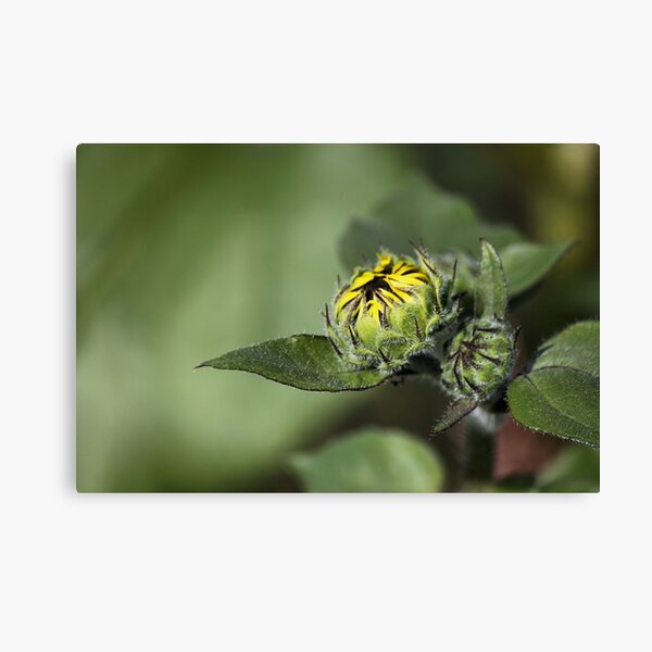 Sunflower About To Bloom Canvas Print