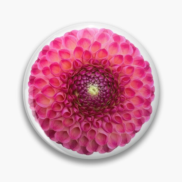 Item preview, Pink Dahlia Flower Still Life Floral Photography designed and sold by CottoVerdi.