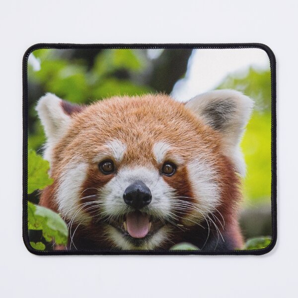 Item preview, Red Panda Photo designed and sold by Sus-Snail-Co.