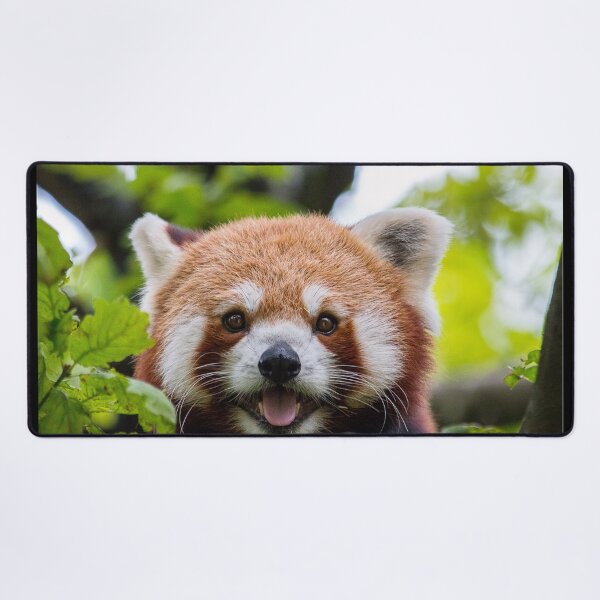 Item preview, Red Panda Photo designed and sold by Sus-Snail-Co.