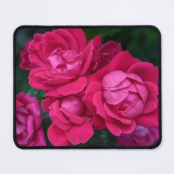 Item preview, Pink Flower Trio Photographic Image designed and sold by AustaArt.